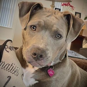 Meet your Posher, Angel